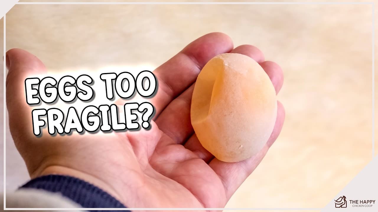 Why Your Chickens Lay Thin-Shelled Eggs (And How to Fix It)