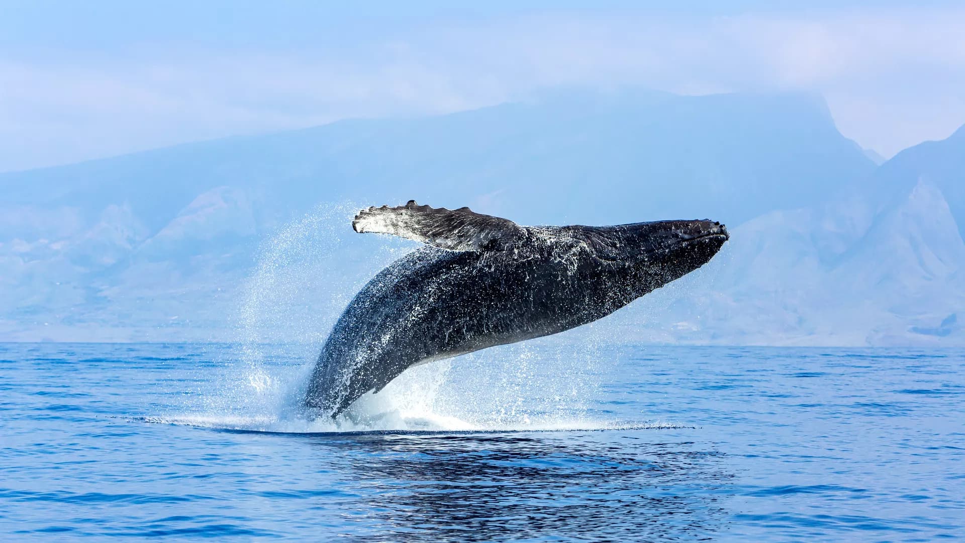 Windstorms increase benthic-pelagic coupling and nutrient outwelling from shallow coastal wetlands