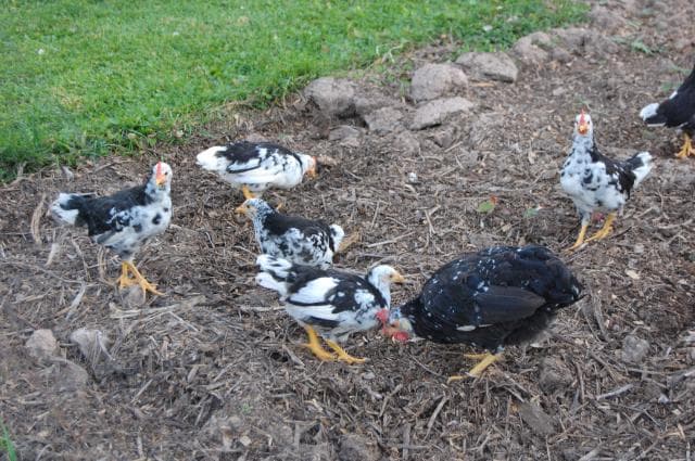 15 Most Famous Heritage Chicken Breeds