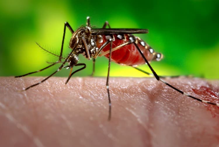 A built-in warning system: How mosquitoes detect a common compound in plant-based mosquito repellent