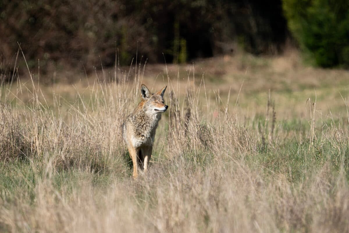 Parasitic tapeworm — a risk to domestic dogs and humans — found in Washington coyotes